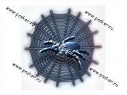 Наклейка Паук на паутине 16,5х16,5см|Код 47851